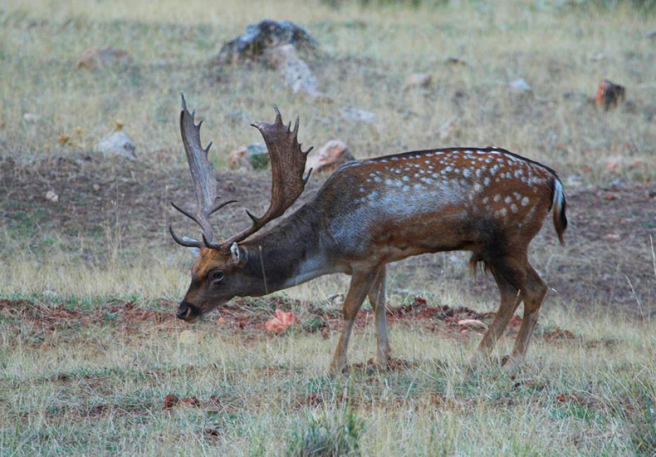 La ronca, el celo del gamo (Dama dama)